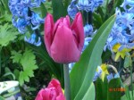 Paarse tulp & blauwe hyacint