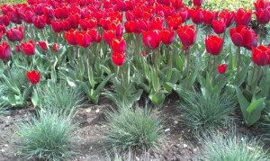 Festuca met grijsrode tulp