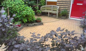 Schaduwvvoortuin juni 2013