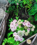 Zeeuws knoopje bloeit snel