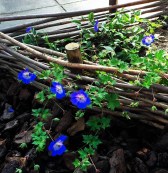 Arnhem 16 klein bijgesneden