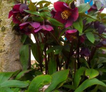 Donkerpaarse Helleborus in februari