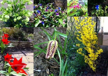 Lente in de wilgenborders tuin