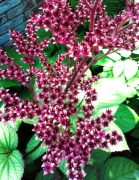 Rodgersia herfst kleur