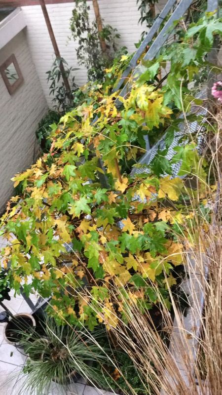 De trap in het groen